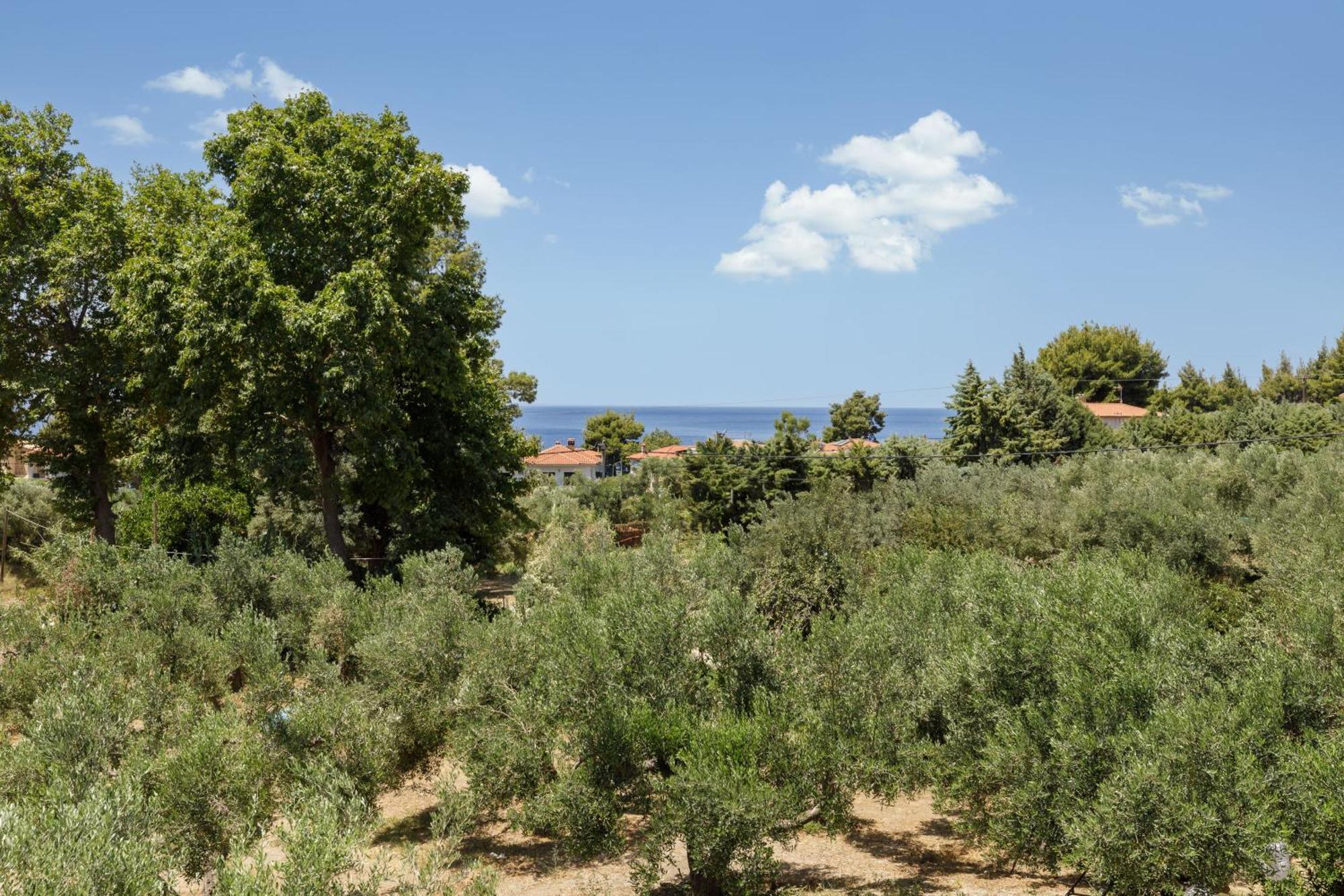 Olea Villas By Halu!, Cozy Villa In Nikiti Lagomandra Extérieur photo